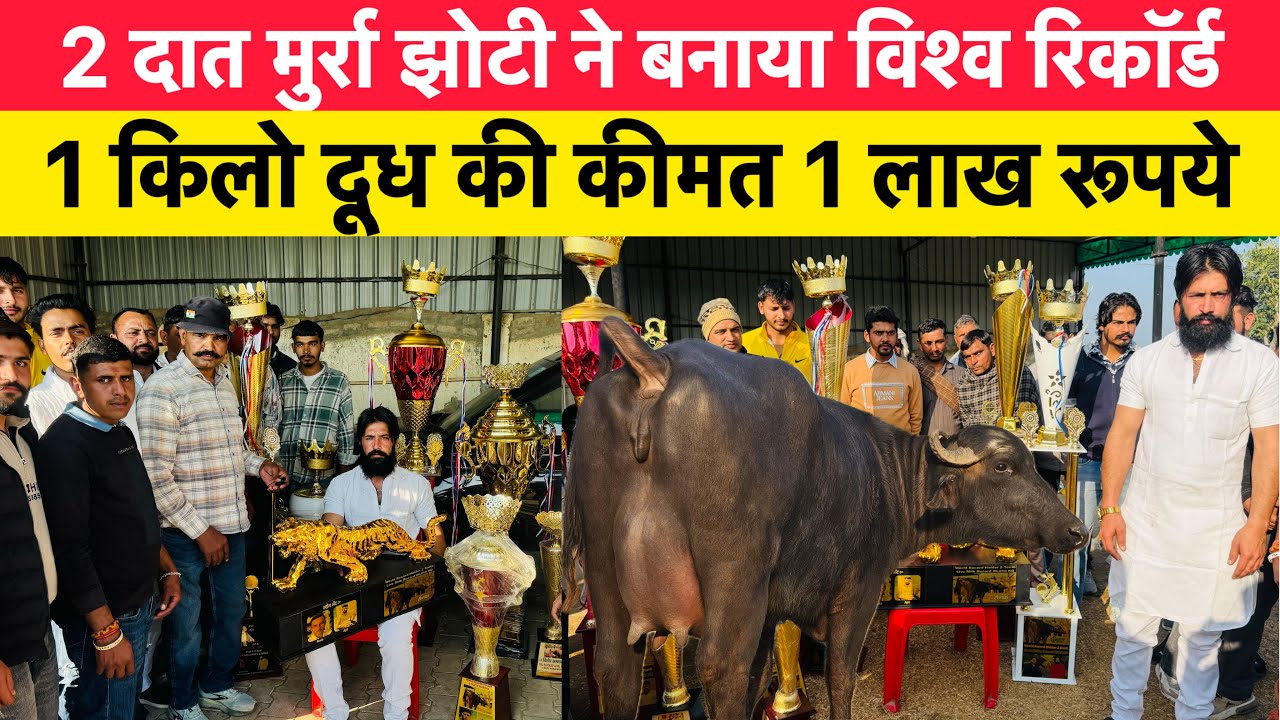 2 दांत मुर्रा झोटी ने बनाया नया विश्व रिकॉर्ड | 1 किलो दूध की कीमत 1 लाख रूपये