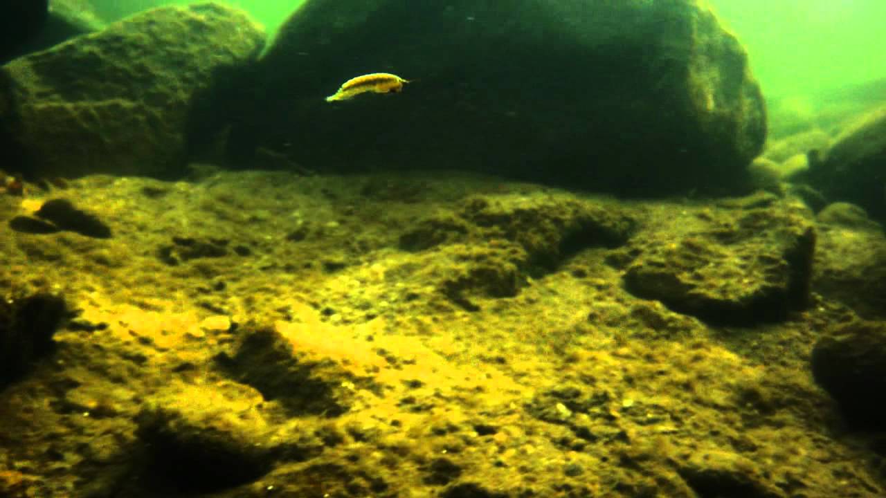 DAS LEBEN UNTER WASSER Teil 1
