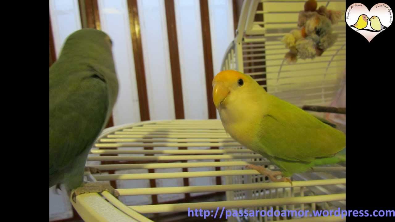 Agapornis - Gaiola Petbird 2620
