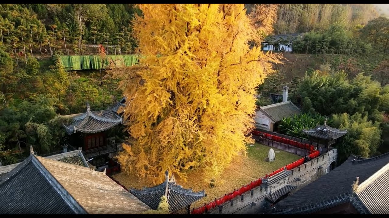西安古觀音禪寺 唐太宗手植銀杏樹1400歲