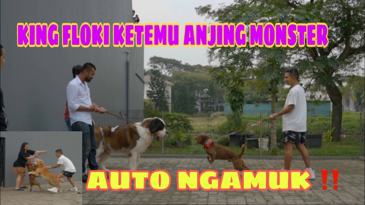 FLOKI NGAMUK KETEMU ANJING MONSTER ‼️