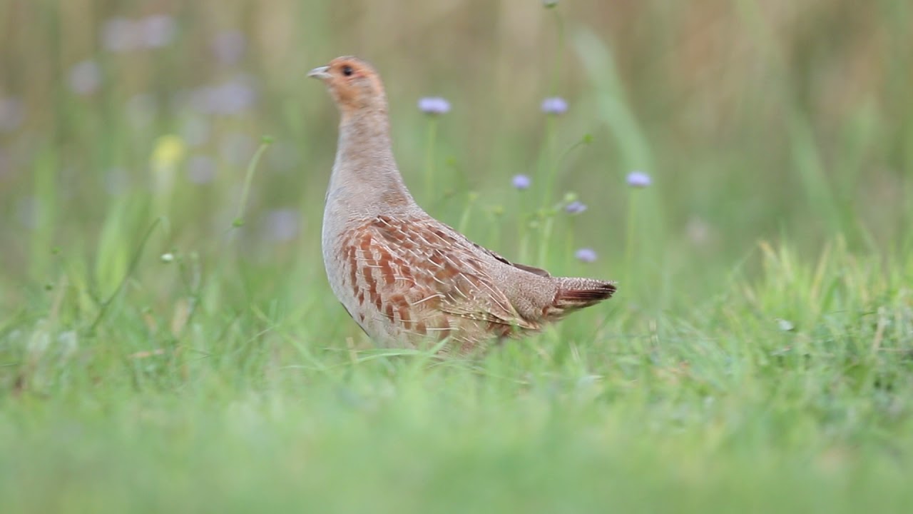 Kuropatwa (Perdix perdix)