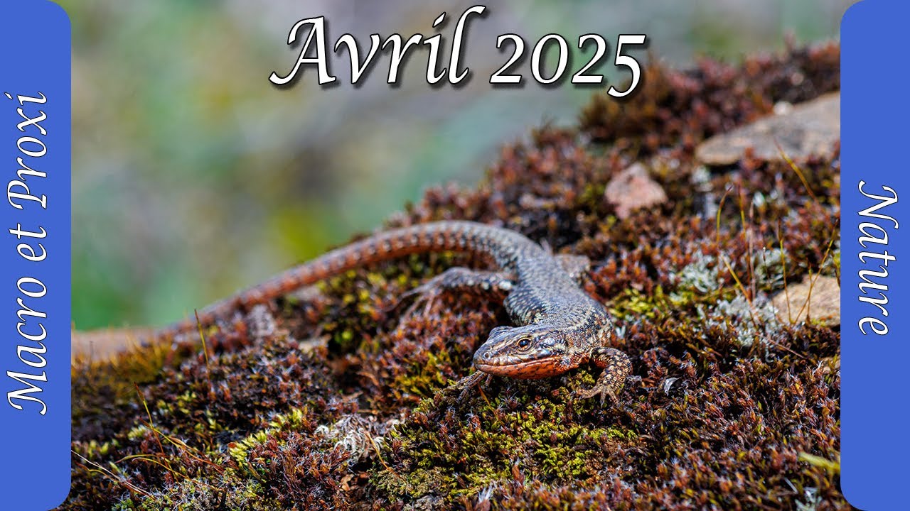Macrophotographie, Lézards & Astrophotographie : Mon Best-Of Photo d’Avril 2025