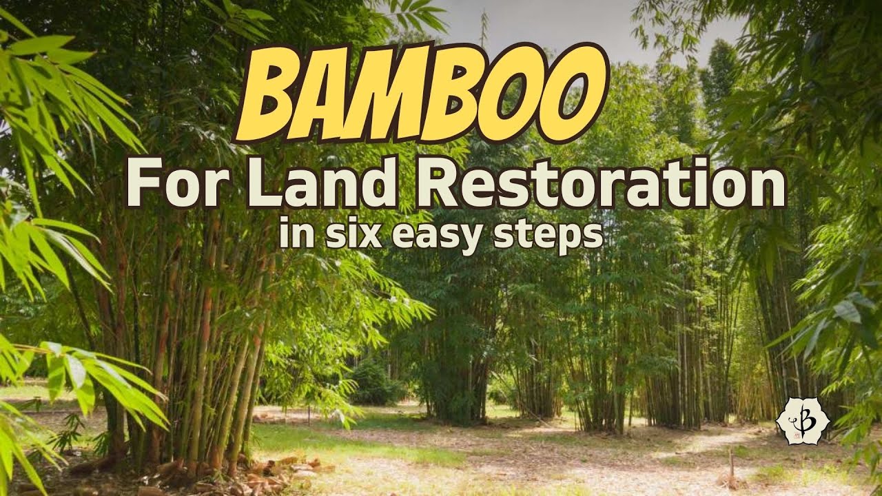Bamboo for Land Restoration