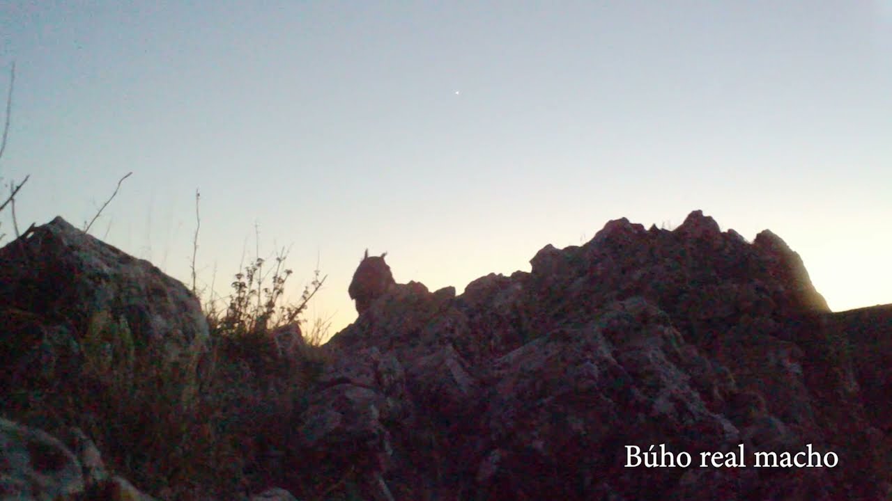 BÚHO REAL; hembra y macho al atardecer.