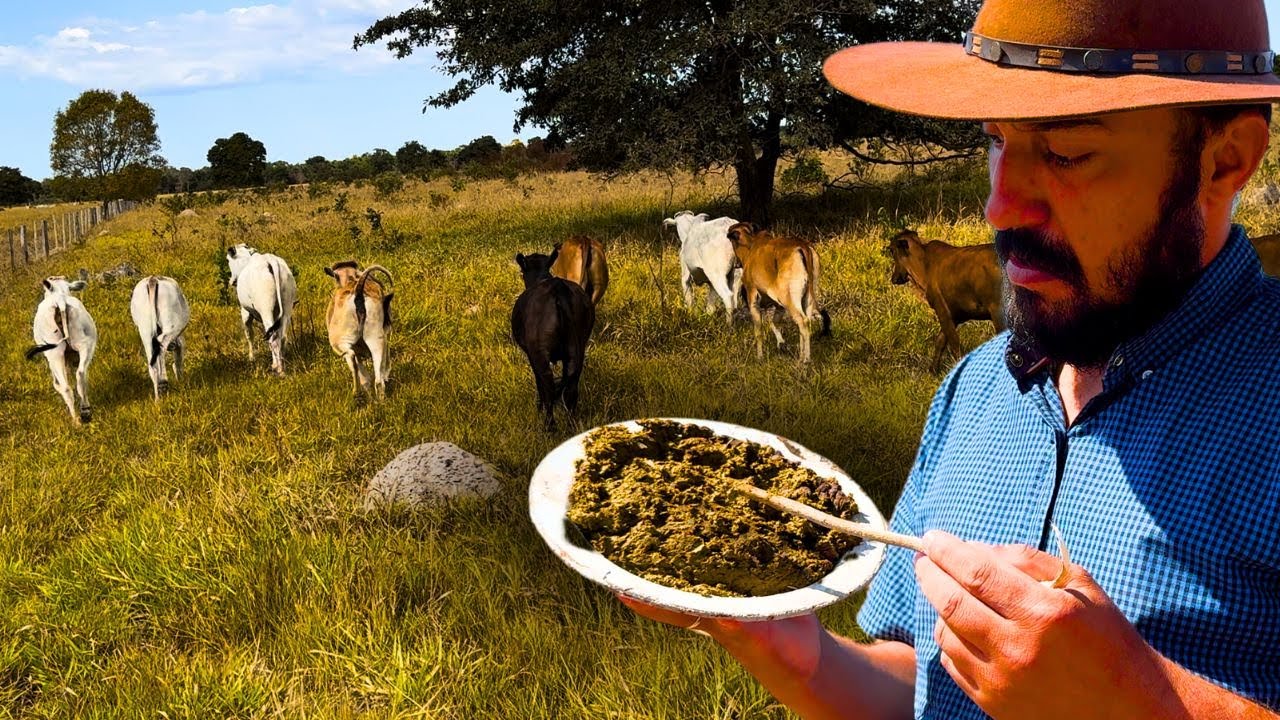 Leitura de Escore de Fezes Bovina