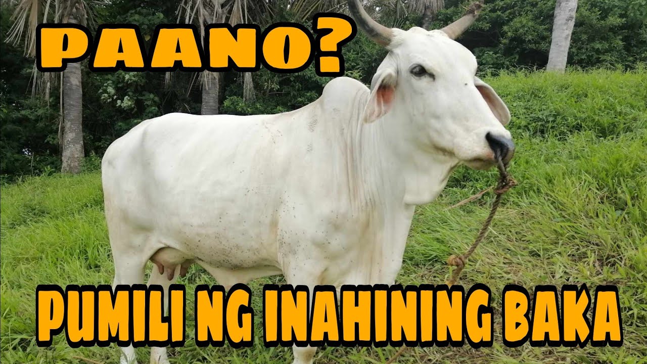 PAANO KAMI PUMILI NG GAGAWING INAHING BAKA?