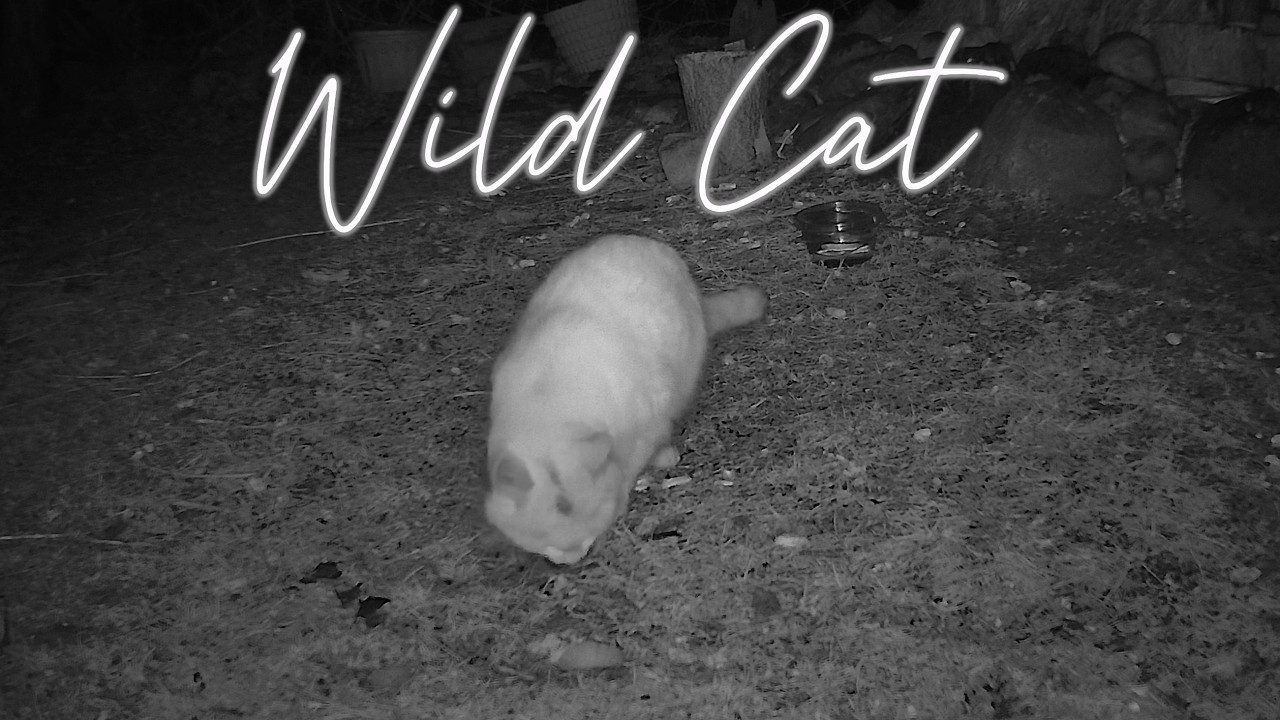 Wild White Cat