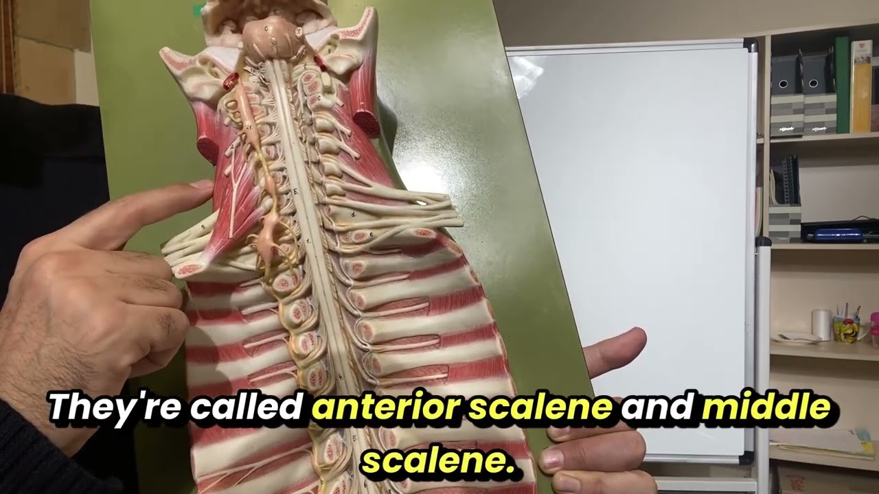 Brachial Plexus Anatomy: Simplified & Visualized!
