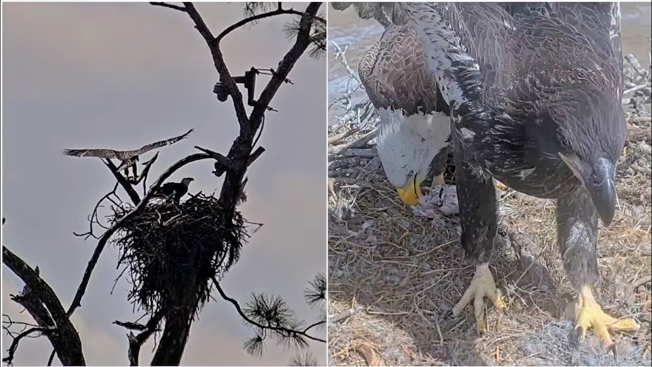 SWFL EAGLE CAM 2026.2.26 F23 brought a fish. E26 climbed onto the veranda when Mum was there.