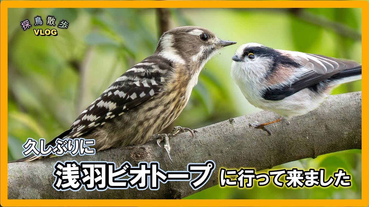 【探鳥散歩 VLOG】久しぶりに浅羽ビオトープに行って来ました。長い時間混軍と遊んでいただきました。