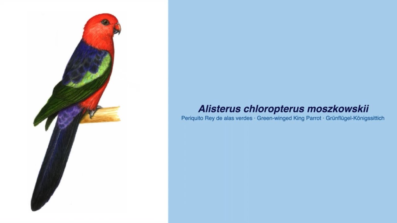 Video Encyclopedia of Parrot Species - #96 Alisterus chloropterus moszkowskii