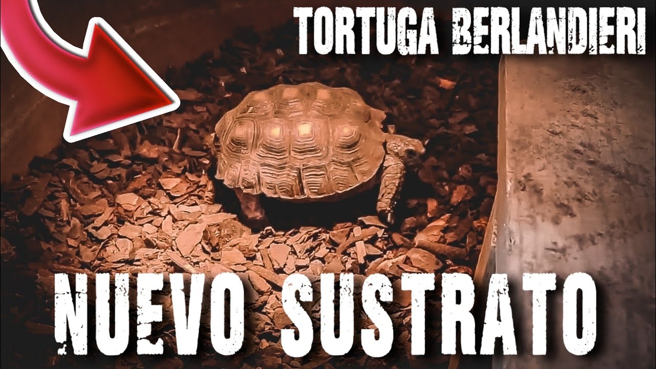 Nuevo Sustrato Ideal Para Tortugas Terrestres