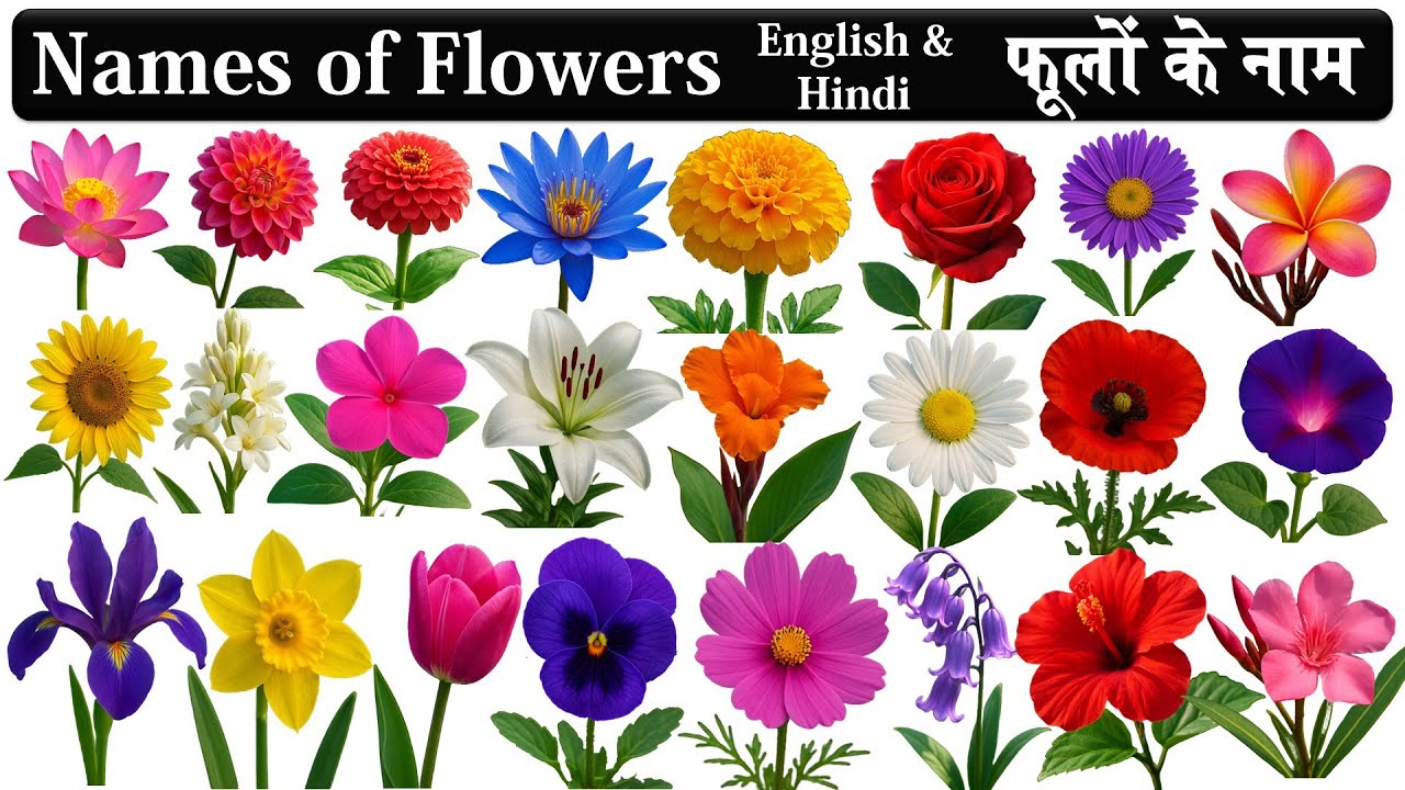 Flowers Name | Flowers Name in English and Hindi | Flowers Name for kids | फूलों के नाम |