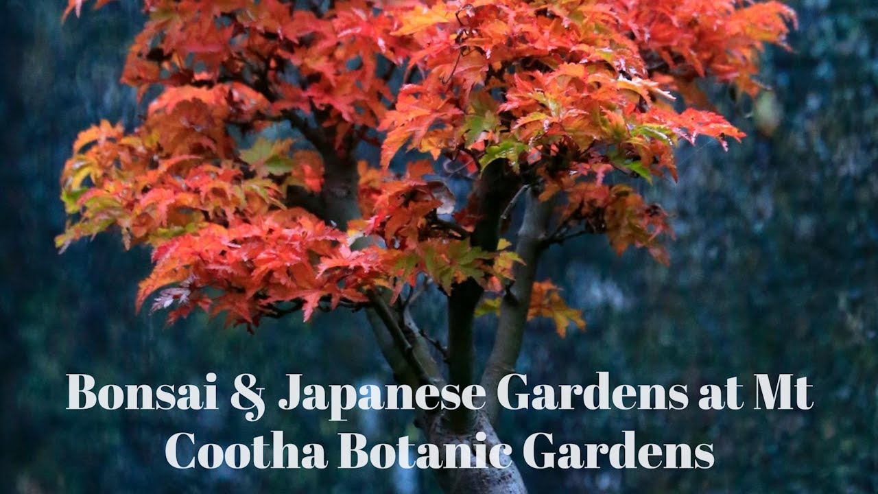 Mt Cootha Botanical Gardens  - Japanese Garden & Bonsai House