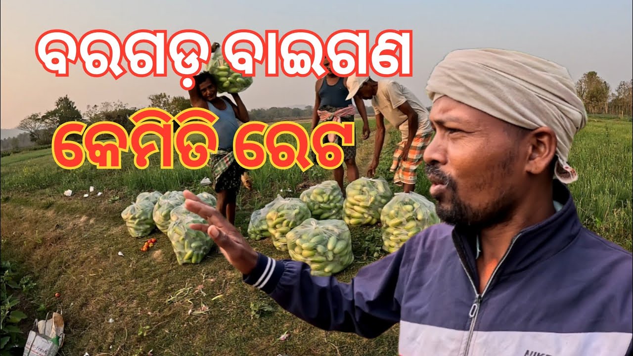 ଆନନ୍ଦପୁର ବରଗଡ଼ ବାଇଗଣ ରେଟ କେମିତି ଦଉଛି ? #Greenparibar