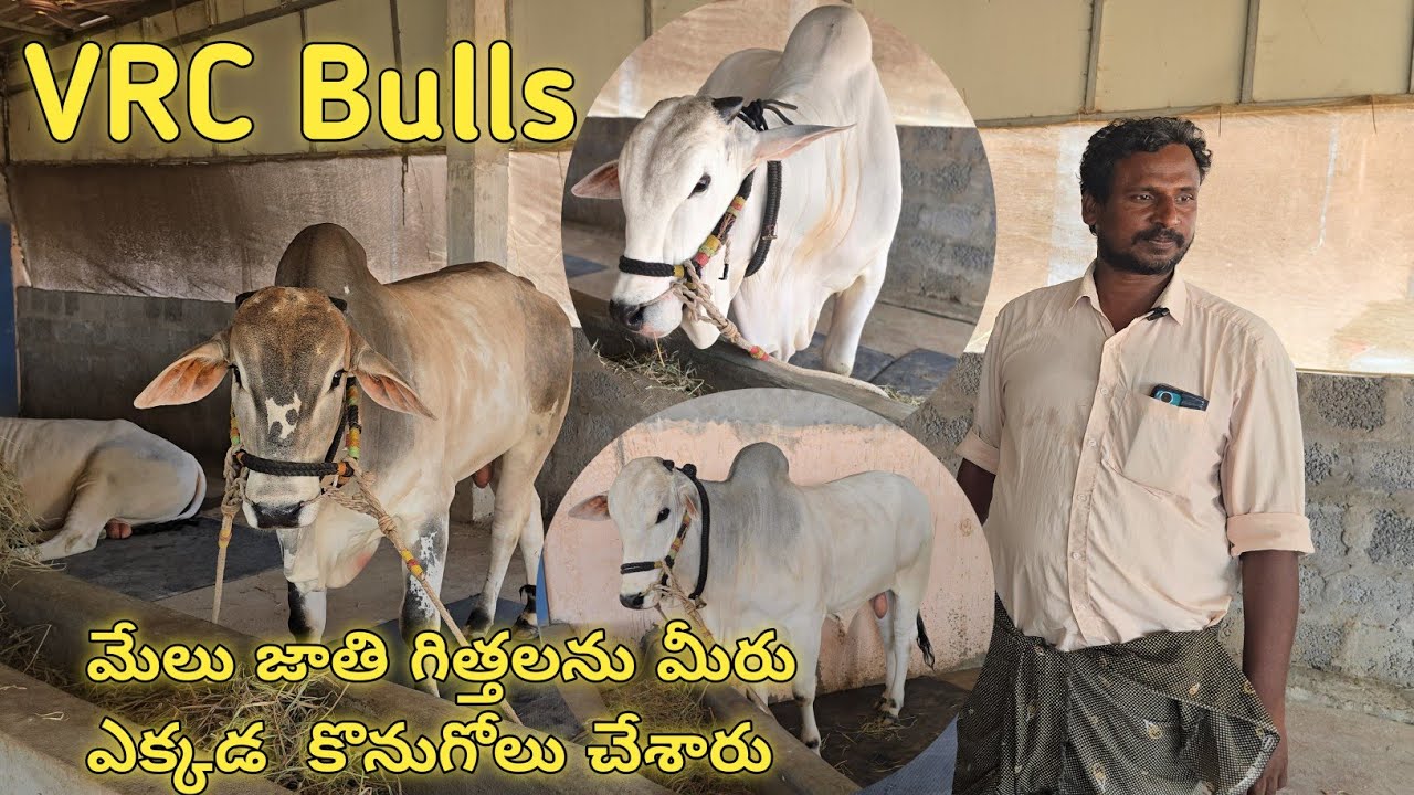 మేలు జాతి గిత్తలు సంతలో కంటే ఊర్లోనే ఎక్కువగా దొరుకుతాయి || VRC Bulls ఉన్నం రవిచంద్ర గారు కారంపూడి