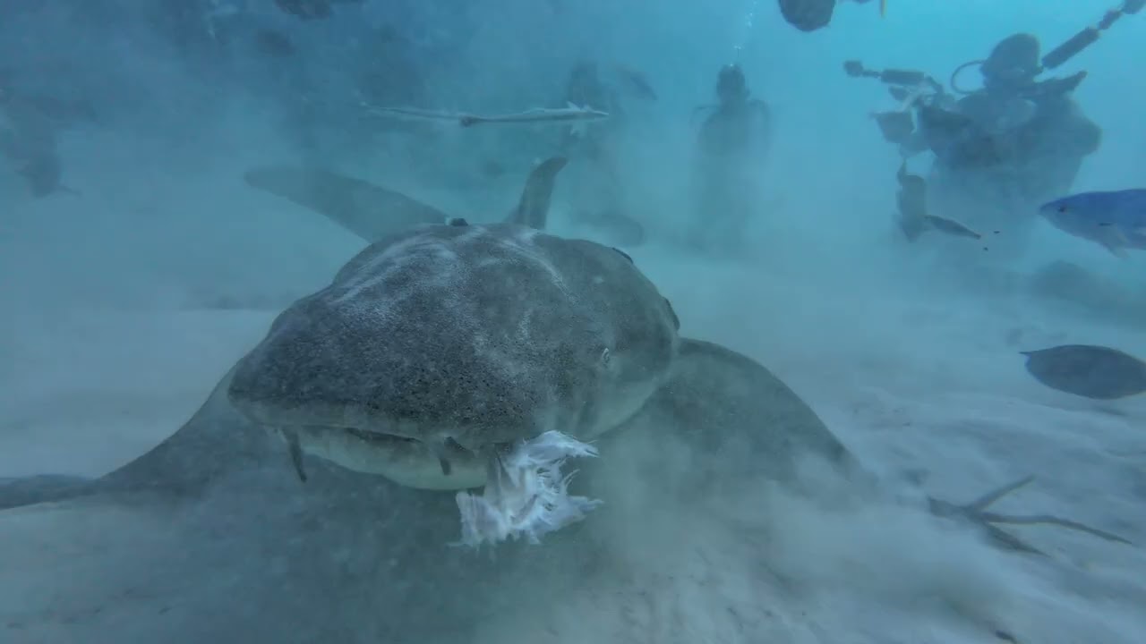 Maldives Central Route Diving 1