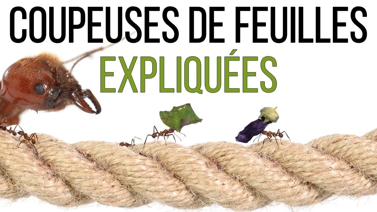 Pourquoi les fourmis Atta sont appelées coupeuses de feuilles ?