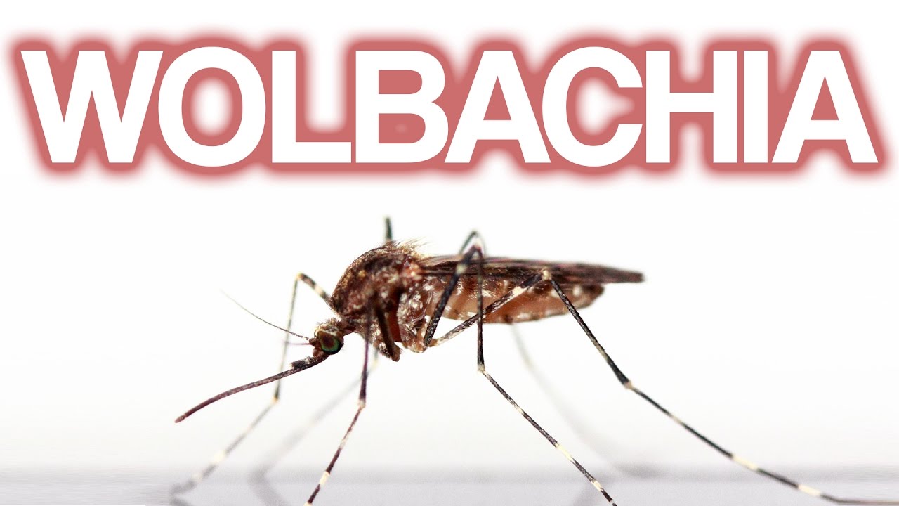 Wolbachia: The Bacteria That Could Change Everything 🌏