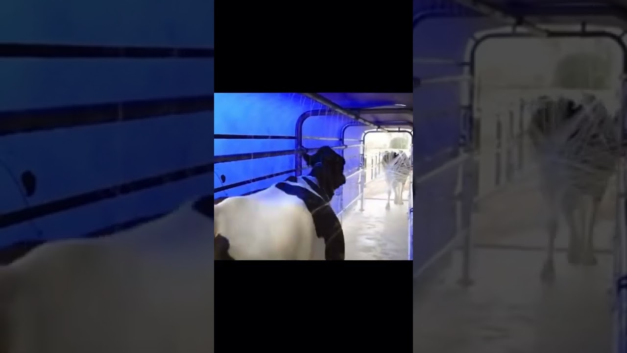 Cow washing machine 