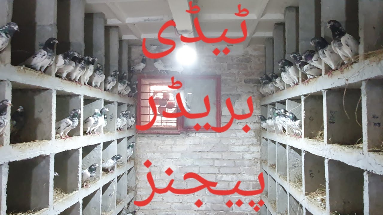 Teddy Breeder Kabootar | High Flying Teddy Pigeons in Pakistan | Teddy Kabootar Ch Sakhi Bhatti