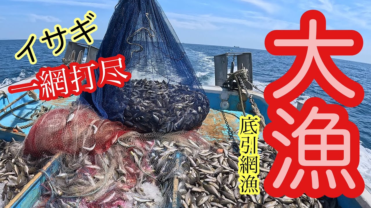 箕島トップクラス船長❗️イサギ大漁‼️【底引網漁】和歌山県今季一番Big catch of fish