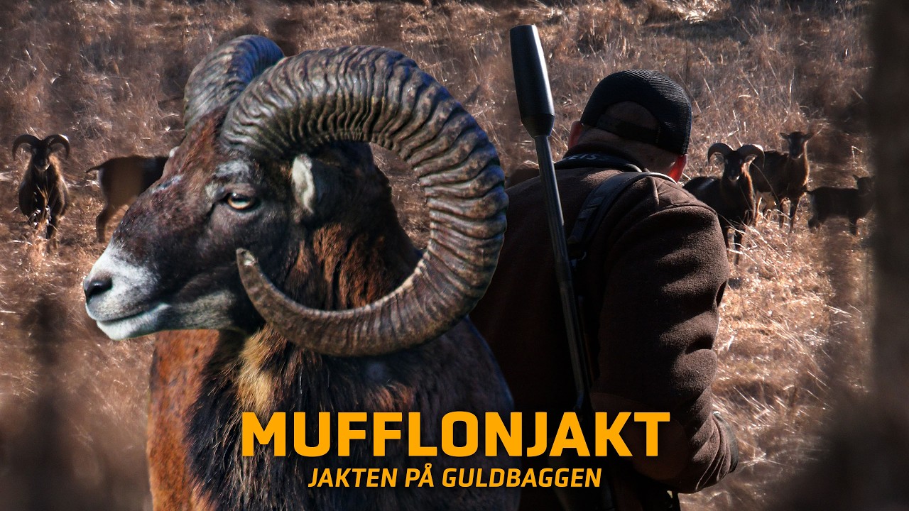 Mufflonjakt - Smygjakt efter Guldbaggen | Jakt &auml;r Jakt