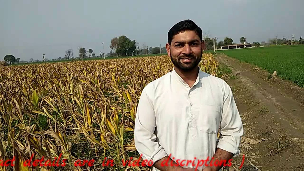 Organic हल्दी उगाओ और पैसा कमाओ  |  यहाँ से खरीदो आर्गेनिक हल्दी