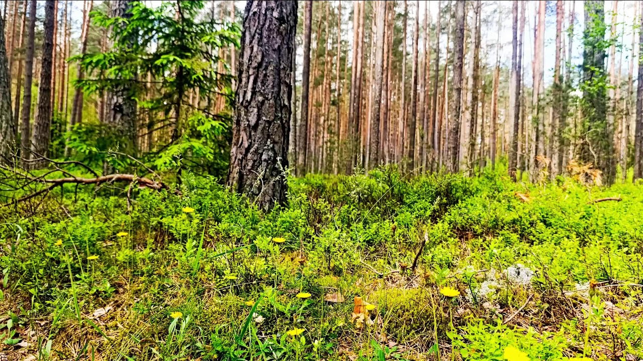 4K Лесное исцеление 🌲 Спокойное пение птиц и успокаивающие звуки природы для сна