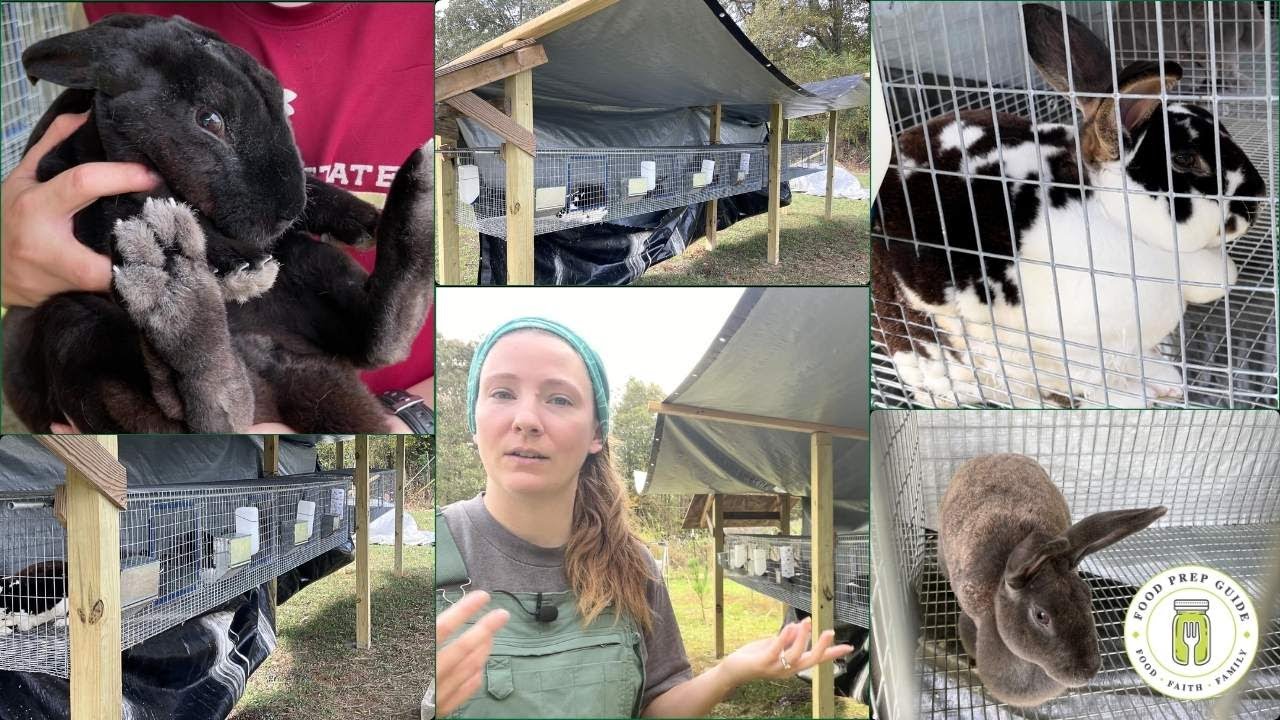 Hanging Rabbit Cage Design | DIY Rabbitry Build