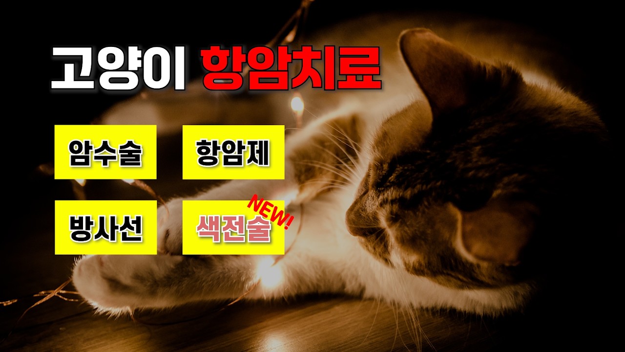 항암 치료중인 모든 고양이와 집사님들을 응원합니다 [ 고양이 암치료의 모든 것]