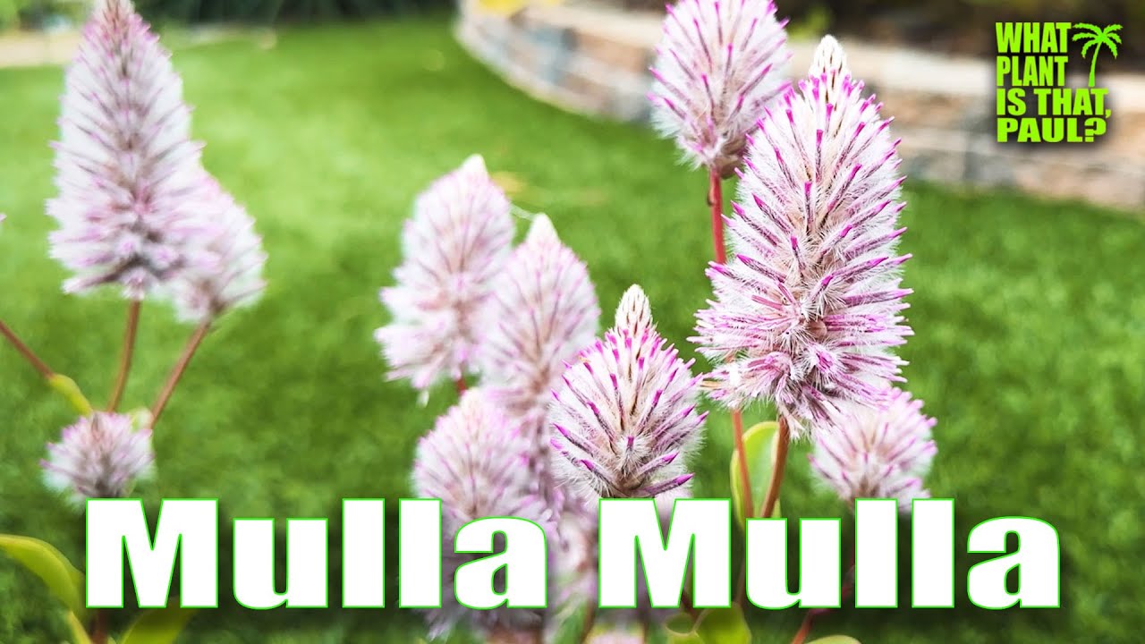Ptilotus exaltatus 'Joey' (Mulla Mulla) / Herbaceous perennial / Flowers in summer