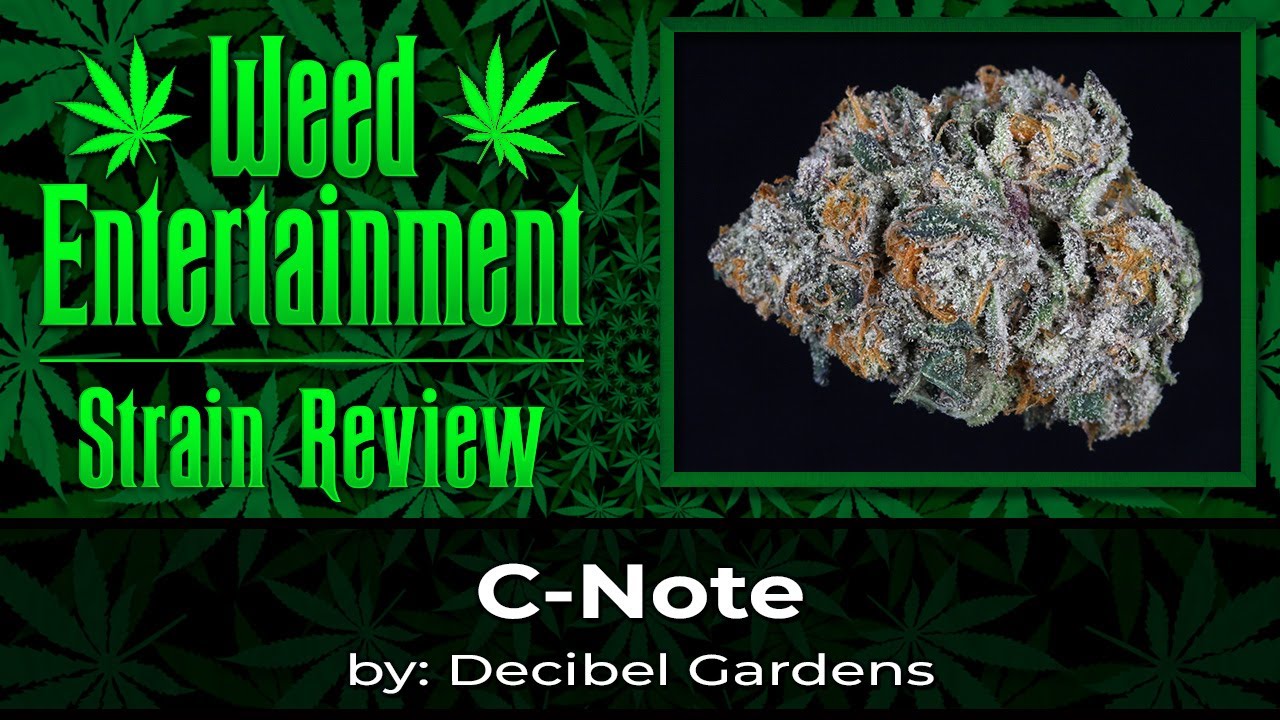 C-Note - by Decibel Gardens - Strain Review - May 2023