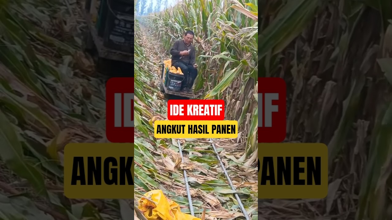 Kreativitas Petani Saat Angkut Hasil Panen!
