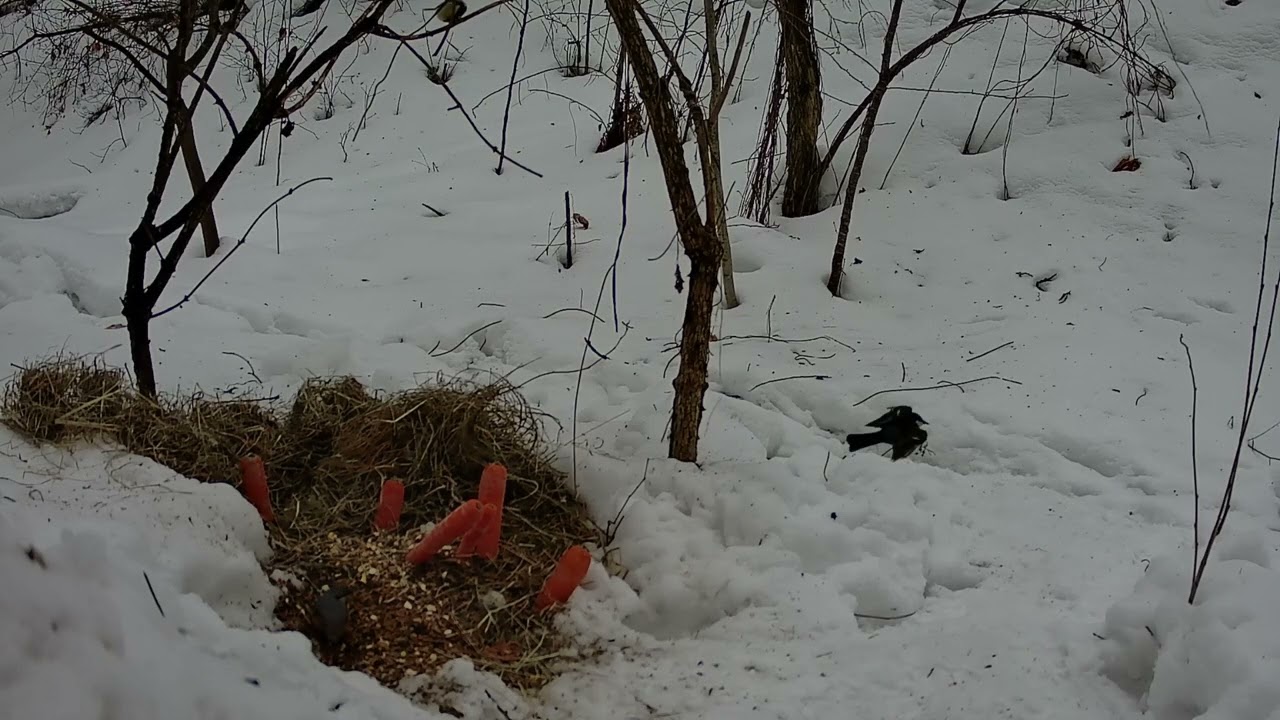 Daylong Bird Activity, Chernihiv, Ukraine, 26.02.2026, Part 2