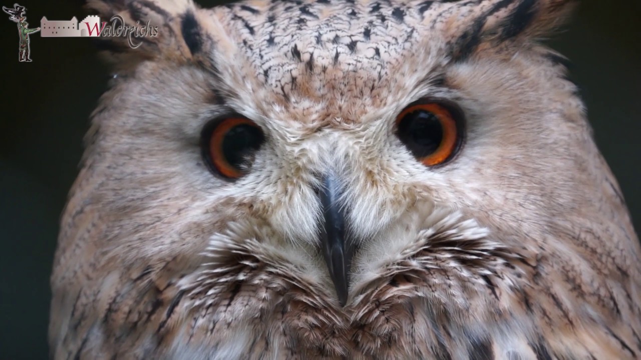 Faszination Falknerei im Greifvogelzentrum Waldreichs erleben