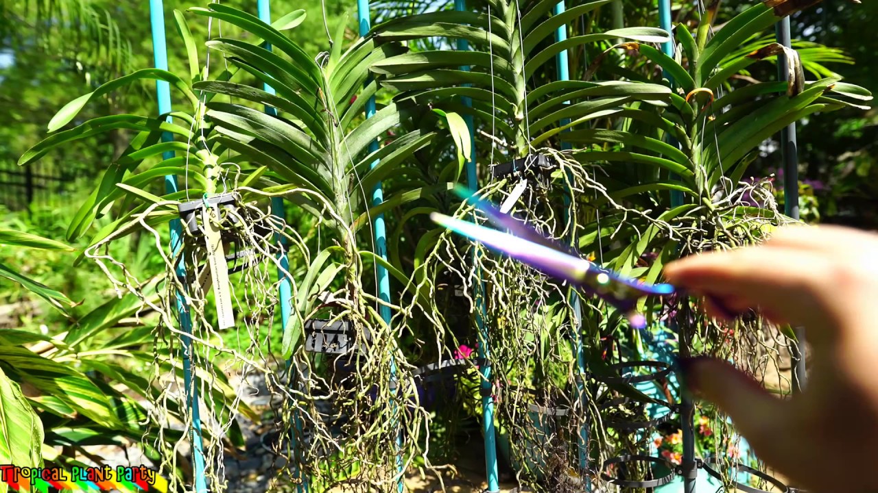 Очистка МЕРТВЫХ КОРНЕЙ ОРХИДЕИ ВАНДА