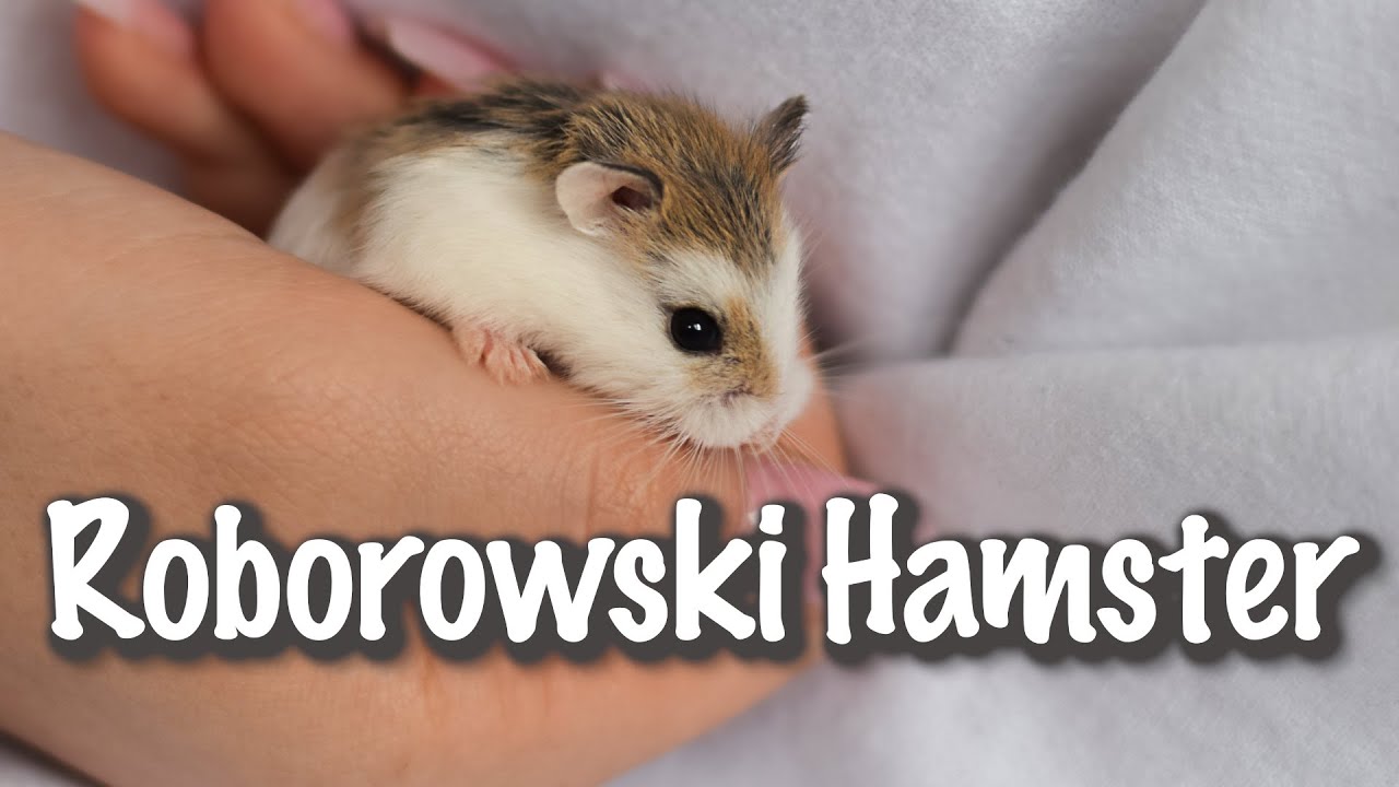 Süß und flauschig: Der Roborowski Zwerghamster