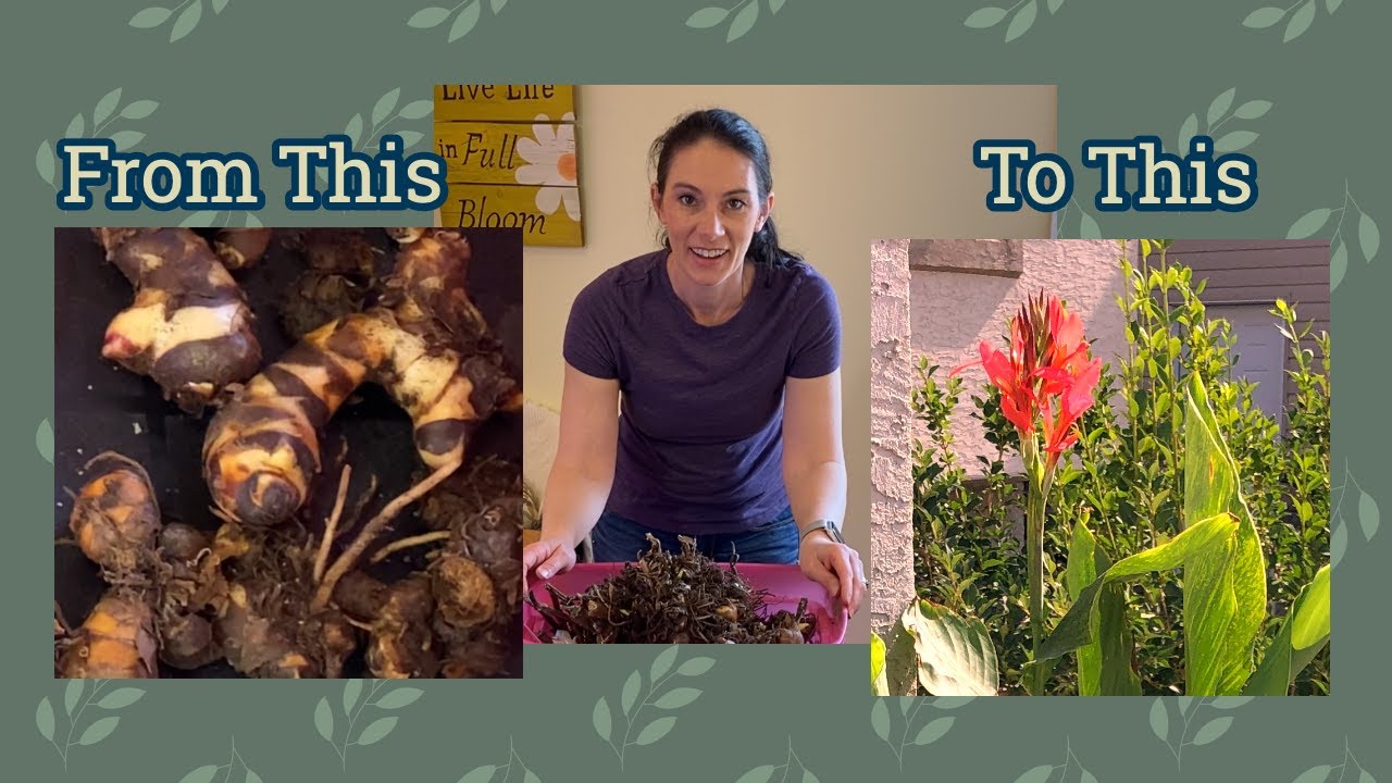 Potting up Cannas Indoors