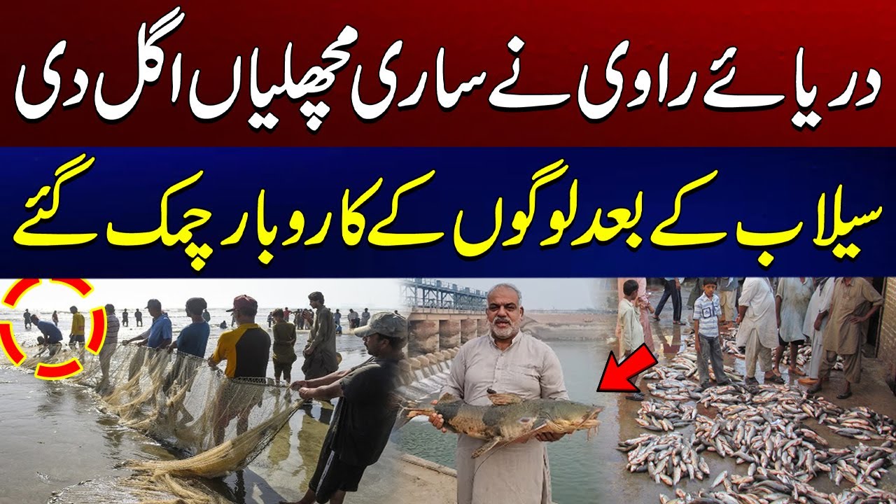 Fish Everywhere In Kamalia | Ravi River Pulls Out Thousands Kg Of Fish | City41