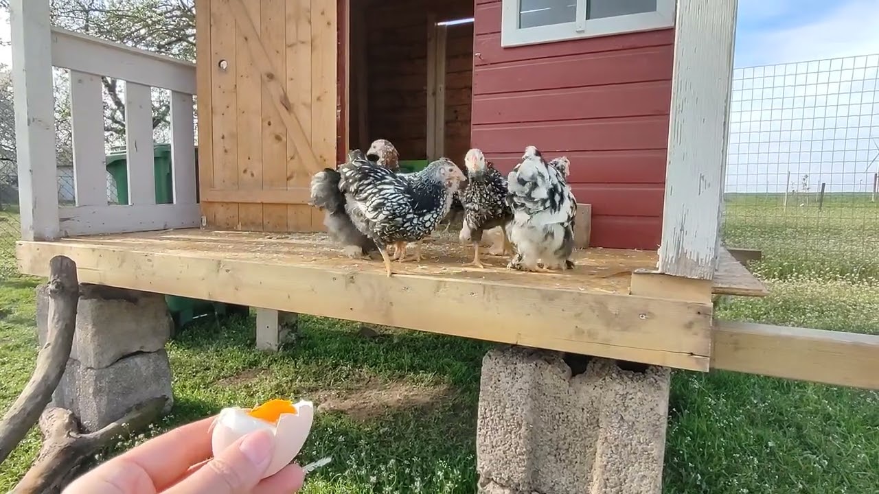 Neues Gehege für den Nachwuchs