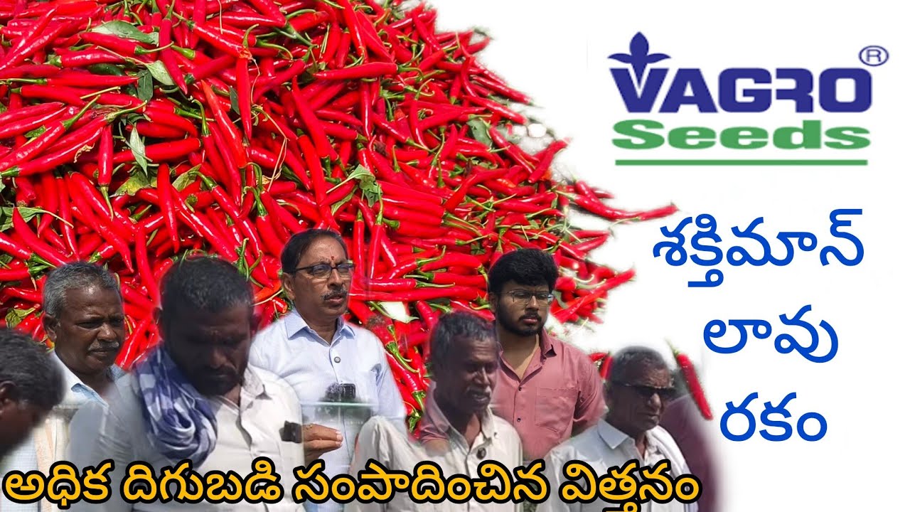 VAGRO SEEDS SHAKTIMAN ||వాగ్రో SEEDS శక్తిమాన్ లావు రకం |shaktiman ||