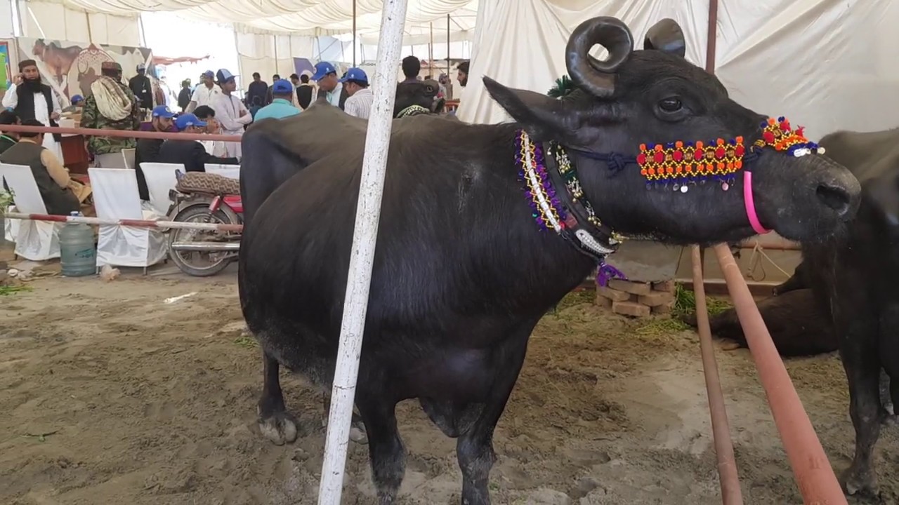 32 litres milk Winner buffalo in milk competition livestock expo 2020 sindh