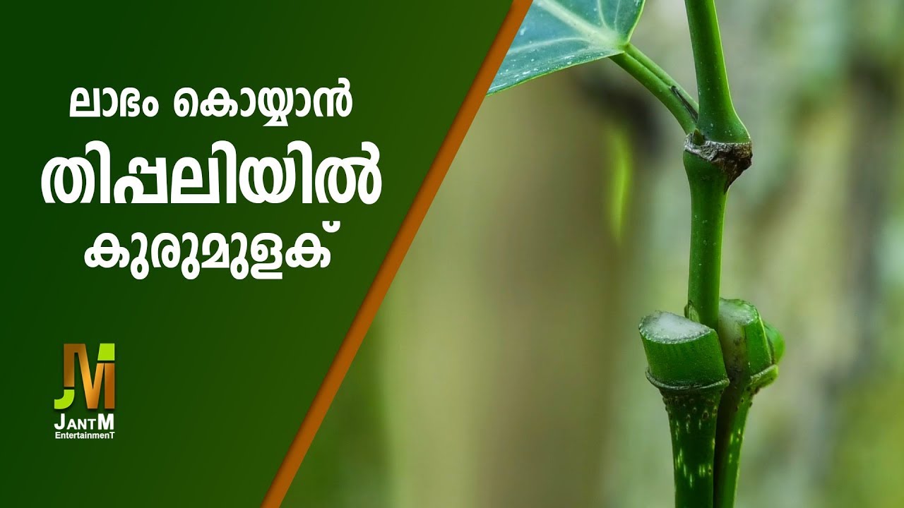 ലാഭംകൊയ്യാൻ തിപ്പലിയിൽ കുരുമുളക്