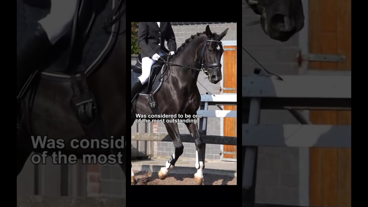 Most Expensive Horse: Totilas