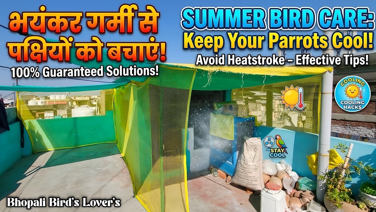 Garmi ke Mausam mein Kya changes Karen colony mein dekhiye 🤩 #lovebirdsfarming #lovebirds #parrot 