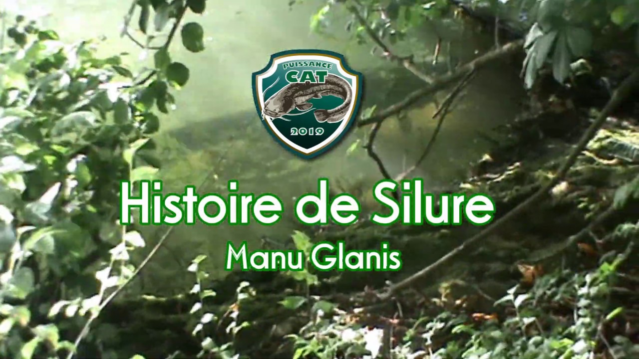 Histoire de silure - 20 Silures dans leur milieu naturel