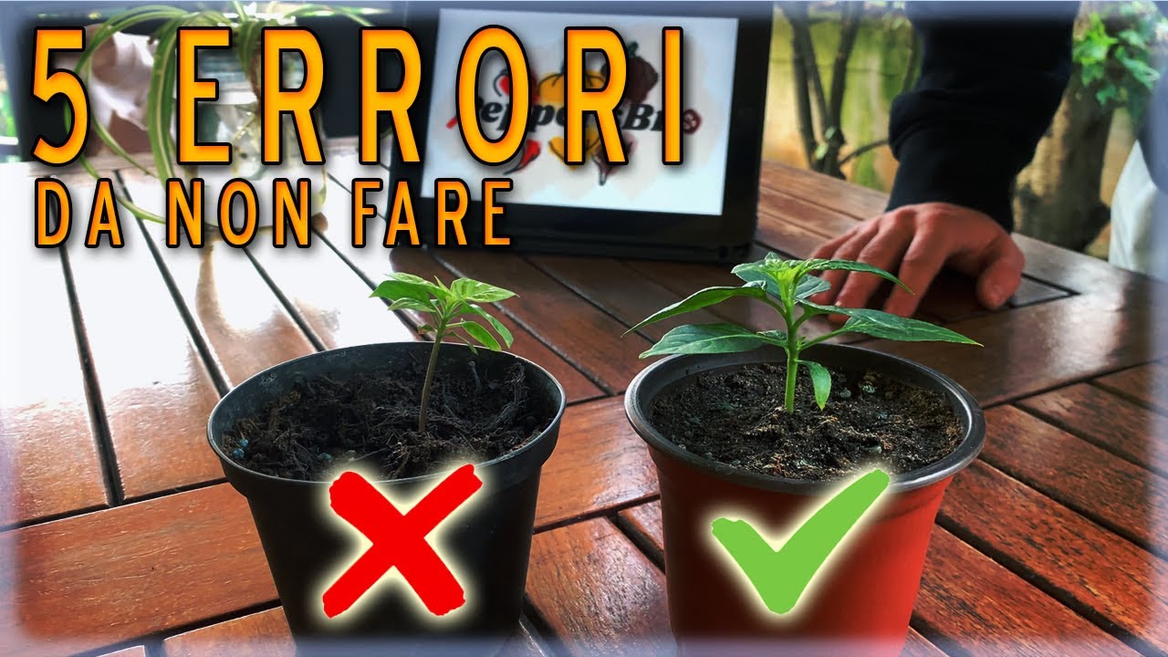 PEPERONCINI: 5 ERRORI da NON fare [Episodio 5]