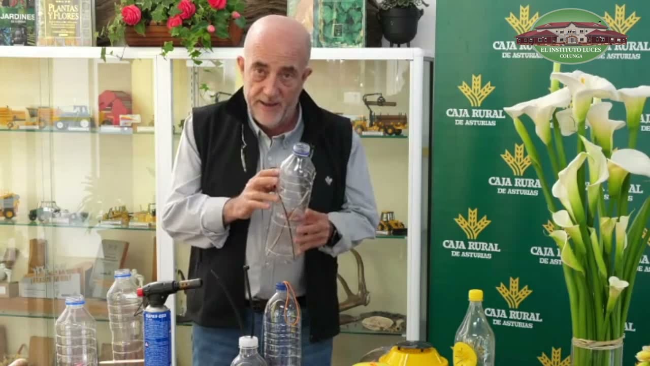 Trampas para la avispa asiática